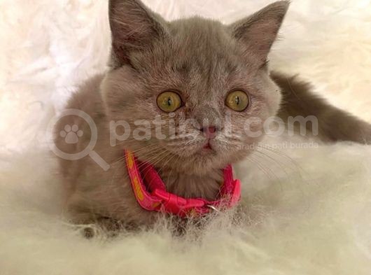Truva Veterinerlik  British Shorthair Kedi Yavrusu görsel