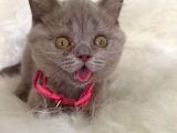 Truva Veterinerlik  British Shorthair Kedi Yavrusu