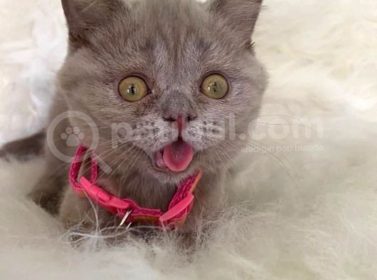 Truva Veterinerlik  British Shorthair Kedi Yavrusu