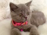 Truva Veterinerlik  British Shorthair Kedi Yavrusu
