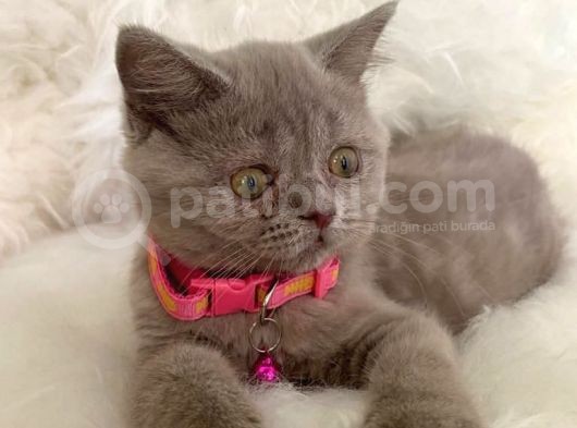 Truva Veterinerlik  British Shorthair Kedi Yavrusu görsel