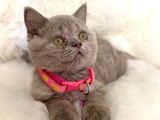 Truva Veterinerlik  British Shorthair Kedi Yavrusu