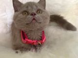 Truva Veterinerlik  British Shorthair Kedi Yavrusu