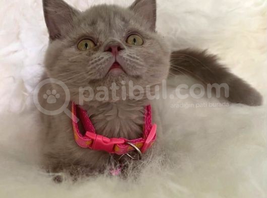 Truva Veterinerlik  British Shorthair Kedi Yavrusu görsel