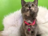 Truva Veterinerlik  British Shorthair Kedi