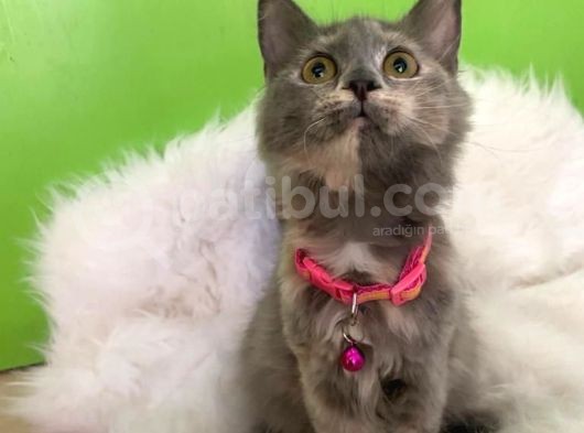 Truva Veterinerlik  British Shorthair Kedi