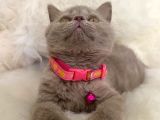 Truva Veterinerlik  British Shorthair Kedi Yavrusu