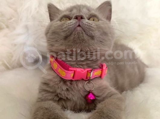 Truva Veterinerlik  British Shorthair Kedi Yavrusu görsel
