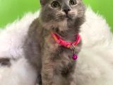 Truva Veterinerlik  British Shorthair Kedi