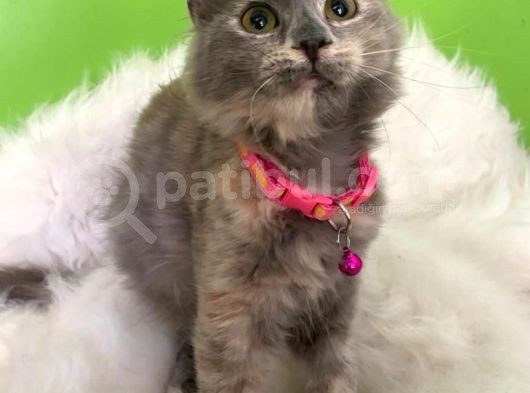 Truva Veterinerlik  British Shorthair Kedi görsel