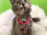 Truva Veterinerlik  British Shorthair Kedi