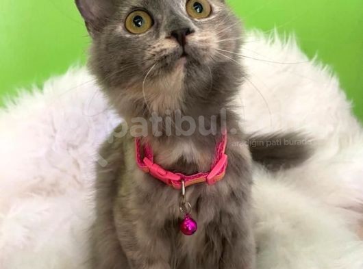 Truva Veterinerlik  British Shorthair Kedi görsel