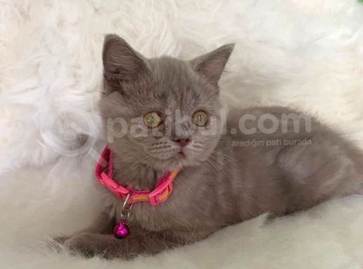 Truva Veterinerlik  British Shorthair Kedi Yavrusu görsel