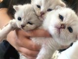 Silver Renkli Scottish Fold Sevimli Bebeklerimiz