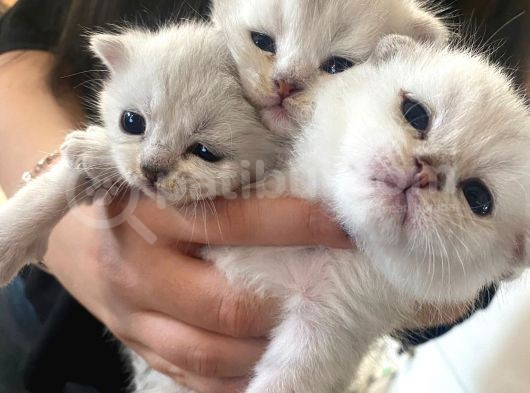 Silver Renkli Scottish Fold Sevimli Bebeklerimiz