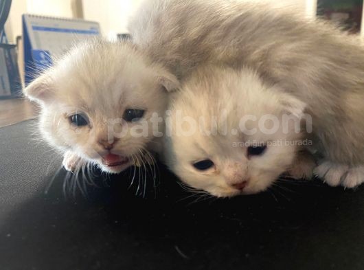 Silver Renkli Scottish Fold Sevimli Bebeklerimiz görsel