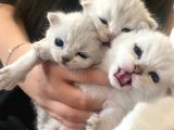 Silver Renkli Scottish Fold Sevimli Bebeklerimiz