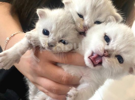 Silver Renkli Scottish Fold Sevimli Bebeklerimiz görsel