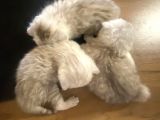Silver Renkli Scottish Fold Sevimli Bebeklerimiz