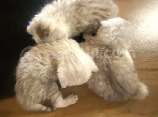 Silver Renkli Scottish Fold Sevimli Bebeklerimiz görsel