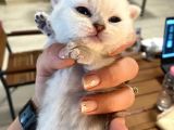 Silver Renkli Scottish Fold Sevimli Bebeklerimiz