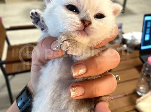 Silver Renkli Scottish Fold Sevimli Bebeklerimiz görsel