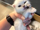 Silver Renkli Scottish Fold Sevimli Bebeklerimiz