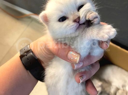Silver Renkli Scottish Fold Sevimli Bebeklerimiz görsel