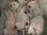 Silver Renkli Scottish Fold Sevimli Bebeklerimiz