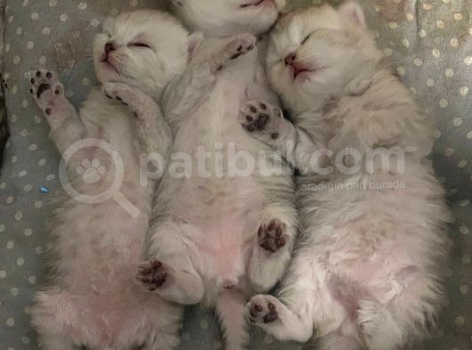 Silver Renkli Scottish Fold Sevimli Bebeklerimiz görsel