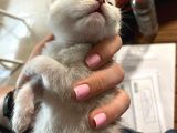 Silver Renkli Scottish Fold Sevimli Bebeklerimiz