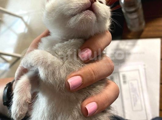 Silver Renkli Scottish Fold Sevimli Bebeklerimiz görsel