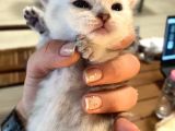 Silver Renkli Scottish Fold Sevimli Bebeklerimiz