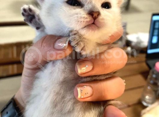 Silver Renkli Scottish Fold Sevimli Bebeklerimiz görsel