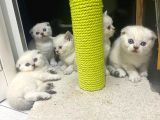 Erkek Ve Dişi Scottish Fold