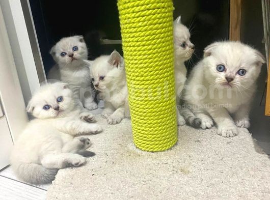 Erkek Ve Dişi British Shorthair görsel