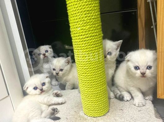 Erkek Ve Dişi Scottish Fold görsel