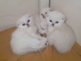 Erkek Ve Dişi British Shorthair