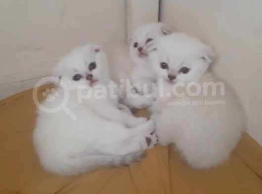 Erkek ve Dişi British Shorthair