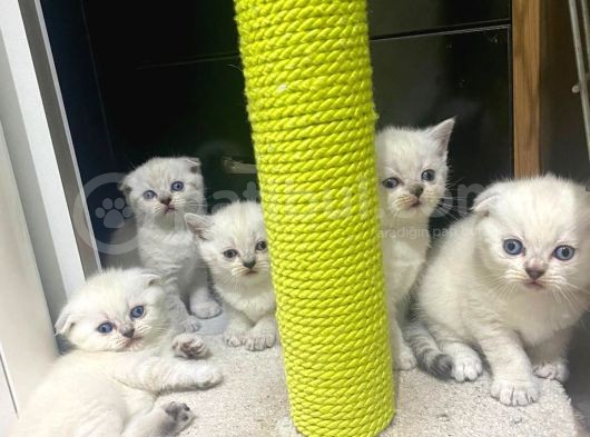 Erkek Ve Dişi Scottish Fold görsel