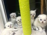 Erkek Ve Dişi British Shorthair
