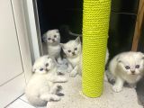 Erkek Ve Dişi Scottish Fold