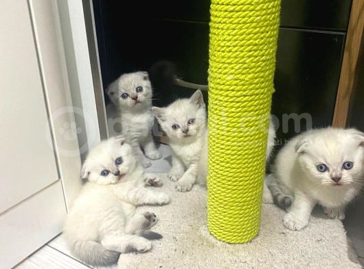 Erkek ve Dişi Scottish Fold