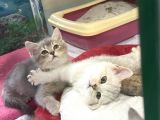 Erkek Ve Dişi Scottish Fold Ve British Shorthair