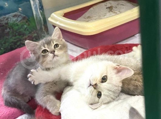 Erkek ve Dişi Scottish Fold ve British Shorthair