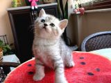 Erkek Ve Dişi Scottish Fold Ve British Shorthair