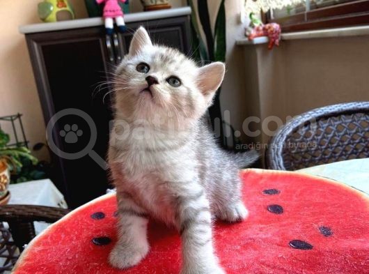 Erkek Ve Dişi Scottish Fold Ve British Shorthair görsel