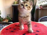 Erkek Ve Dişi Scottish Fold Ve British Shorthair