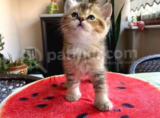 Erkek Ve Dişi Scottish Fold Ve British Shorthair görsel