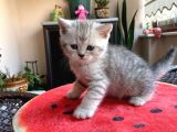 Erkek Ve Dişi Scottish Fold Ve British Shorthair